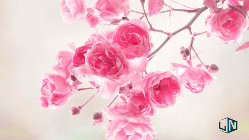 Hình ảnh hoa hồng tím đẹp nhất và ý nghĩa huyền bí của nó